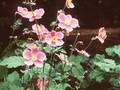 Anemone hupehensis Splendens Image 1