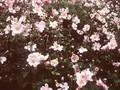 Anemone Japonica-Grp Konigin Charlotte Image 1