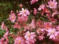 Anemone Japonica-Grp Pamina Image 1