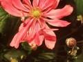Anemone Japonica-Grp Prinz Heinrich Image 1