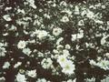 Anemone Japonica-Grp Wirbelwind Image 1