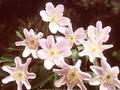 Anemone nemorosa Robinsoniana Image 1