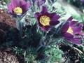 Anemone pulsatilla Image 1