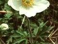 Anemone sylvestris Image 1