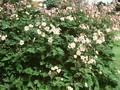 Anemone tomentosa Robustissima Image 1