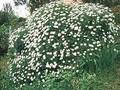 Anthemis Image 1