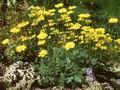Anthemis marschalliana Image 1