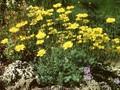 Anthemis rudolfiana Image 1