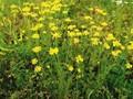 Anthemis tinctoria Image 1