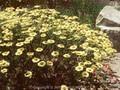 Anthemis tinctoria E C Buxton Image 1