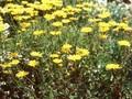 Anthemis tinctoria Grallagh Gold Image 1