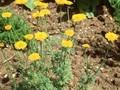 Anthemis tinctoria Wargrave Image 1