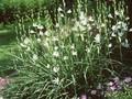 Anthericum liliago Image 1