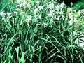 Anthericum liliastrum Image 1