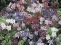 Aquilegia Biedermeier Grp Image 1