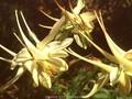 Aquilegia chrysantha Silver Queen Image 1