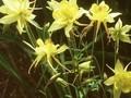 Aquilegia chrysantha Yellow Queen Image 1