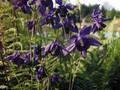 Aquilegia Dunkelblaue Riesen Image 1