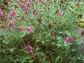 Aquilegia ecalcarata Image 1
