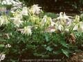 Aquilegia flabellata var pumila Ministar Image 1