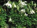 Aquilegia Kristall Image 1