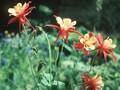 Aquilegia Olympia Grp Image 1