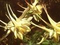 Aquilegia Silver Queen Image 1