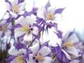 Aquilegia vulgaris Blue Star Image 1