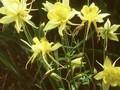 Aquilegia Yellow Queen Image 1