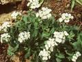Arabis alpina subsp caucasica Image 1