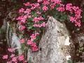 Arabis arendsii Compinkie Image 1