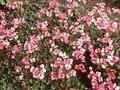 Arabis arendsii Hedi Image 1