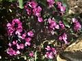 Arabis blepharophylla Fruhlingszauber Image 1