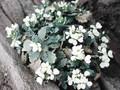 Arabis caucasica Bonnet de Neige Image 1