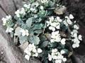 Arabis caucasica Snowcap Image 1