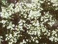 Arabis procurrens Image 1