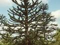 Araucaria imbricata Image 1