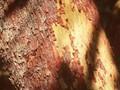 Arbutus andrachnoides Image 1