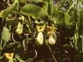 Aristolochia moupinensis Image 1