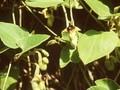 Aristolochia tomentosa Image 1