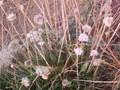 Armeria maritima Image 1