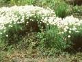 Armeria maritima Alba Image 1