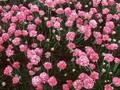 Armeria maritima Dusseldorf Pride Image 1