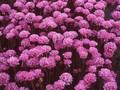 Armeria maritima Rosea Image 1