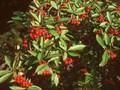 Aronia arbutifolia Image 1