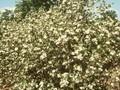 Aronia floribunda Image 1