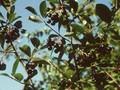 Aronia melanocarpa Image 1