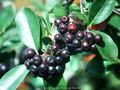 Aronia melanocarpa Aron Image 1