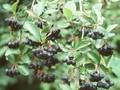 Aronia melanocarpa Nero Image 1