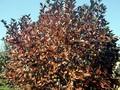 Aronia melanocarpa Serina Image 1